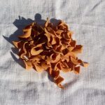 Fusilli aux courgettes et au speck