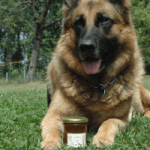 confiture extra de prune sauvage