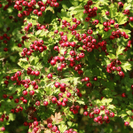 Gelée extra d’azérole