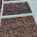 Production de pâtes cacao 
