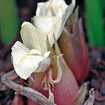 gingembre japonais myoga