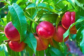 nectarine